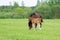 A bay horse with a foal in a field on a grazing