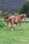 Bay horse and foal in the pasture
