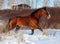 Bay horse galloping in winter stud farm