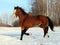 Bay horse galloping in winter stud farm