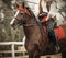 A Bay horse gallops with a rider in the saddle, who is dressed in  pirate costume