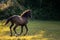 The bay horse gallops wildly across the vast expanses steppe. Brown horse running gallop in wheat field