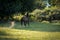 The bay horse gallops wildly across the vast expanses steppe. Brown horse running gallop in wheat field