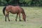 Bay horse grazing