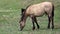 Bay Horse Grazing