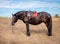 Bay horse harnessed seat