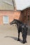 Bay horse. The horse is standing next to the stable. Sports horse