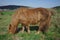 Bay horse with long hair, grazing.