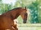 Bay horse moving portrait with backlight