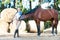 Bay horse plays with her favorite teenage girl owner.