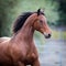 Bay horse portrait closeup. Trakehner horse runs in field.