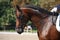 Bay horse portrait during dressage show