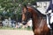 Bay horse portrait during dressage show