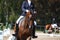 Bay horse portrait during dressage show