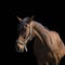 Bay horse portrait over a black background. Close-up beautiful horse head isolated on dark background. Chestnut horse isolated