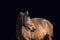 Bay horse portrait over a black background. Close-up beautiful horse head isolated on dark background. Chestnut horse isolated