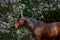 Bay horse posing near the lilac flowers