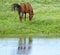 A Bay Horse Reflected in a Pond