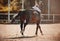 A bay horse with a rider in the saddle gallops through an outdoor arena on a sunny autumn day. Horse riding. Equestrian sports