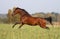 Bay horse running on the autumn meadow
