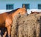 Bay horse scratching on hay