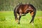 Bay horse scratching itself in evening meadow