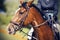 On a Bay horse sits a rider dressed in a dark blue suit