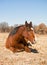 Bay horse sleeping in winter pasture