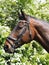 Bay Horse In Snaffle Bridle