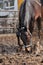 Bay horse splashes muddy water standing in a puddle in a paddock