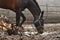 Bay horse splashes muddy water standing in a puddle in the paddock