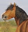 Bay horse stallion portrait