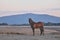 Bay horse standing on dried lake with mountain in background