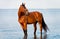 Bay horse standing water and looks