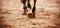 A bay horse stepping with shod hooves on the sand. Equestrian sports