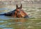 The bay horse swiming