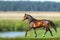 Bay horse training in summer