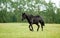 Bay horse trotting on flower spring meadow