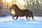 Bay horse trotting on the snow in winter time