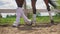 Bay Horse Wearing Stockings Running With A Rider On Its Back Along The Wooden Fence