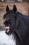 Bay horse yawning - friesian horse