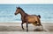 Bay iberian horse runs free on the beach near the sea