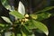 Bay laurel Laurus nobilis flowers