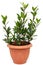 Bay laurel tree in flowerpot on white