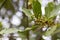 Bay leaf Laurus nobilis and buds on an evergreen tree of the laurel family on a blurred background