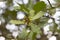 Bay leaf Laurus nobilis and buds on an evergreen tree of the laurel family on a blurred background