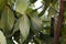Bay leaf / laurus nobilis  bush.