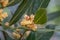 Bay leaf, Laurus nobilis, leaves and male yellow-green flowers