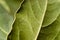 Bay leaf macro. Green background.