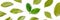 Bay leaf panorama. A pattern of dry laurel leaves with a couple of fresh ones